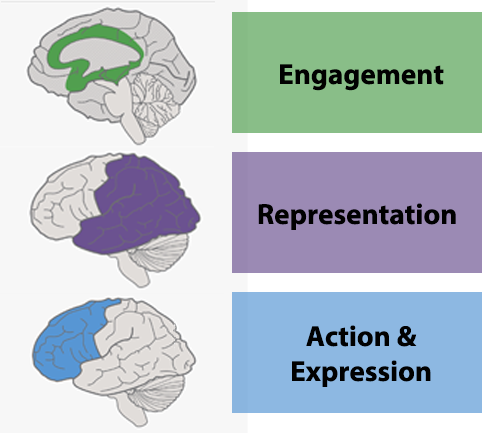 Three brains icons highlighting different sections of parts of the brain in green, purple and blue. 